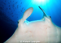 Manta Ray at Julian Rocks, Byron Bay, Australia. Shot tak... by Michael Gallagher 